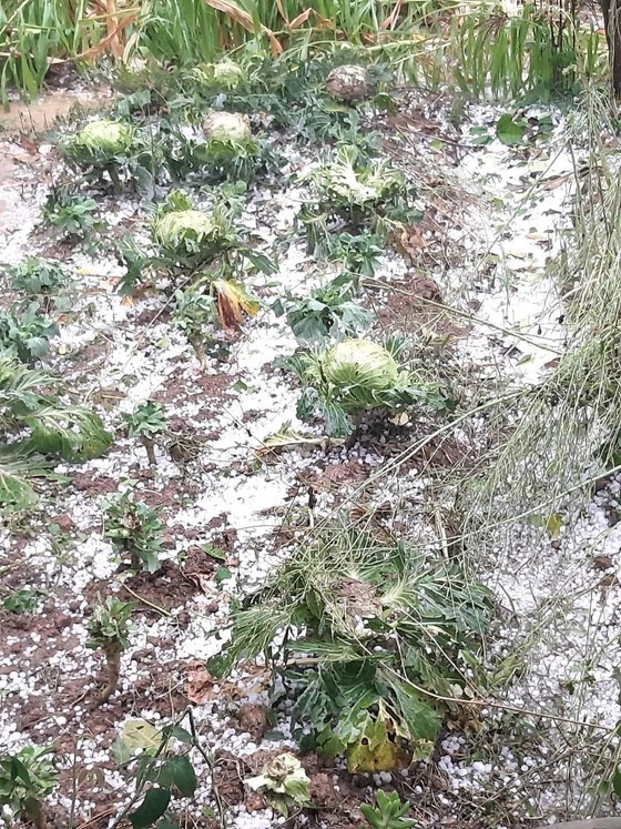 Many crops of vegetable are lost after unusual hail. Many crops of vegetable are lost after unusual hail.