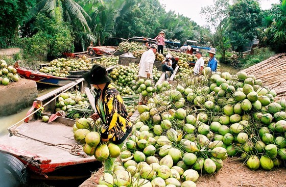 Residents in the Mekong Delta province of Ben Tre harvest coconuts Residents in the Mekong Delta province of Ben Tre harvest coconuts