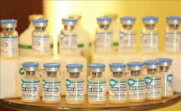 Made-in-Vietnam African swine fever vaccines to be exported to Philippines, Indonesia. (Illustrative photo: VNA)