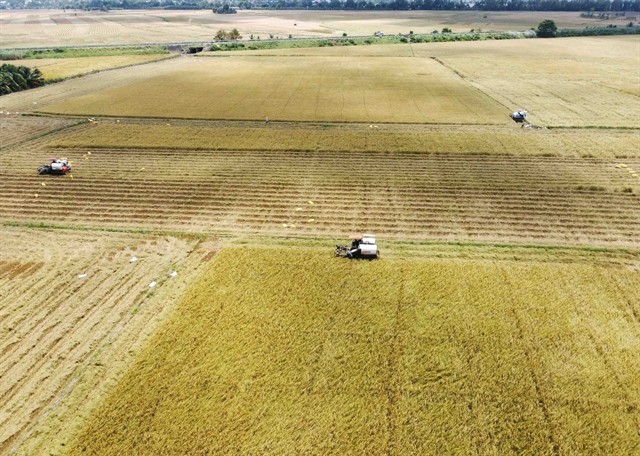 A rice field during harvest season in the southern province of An Giang. (Photo: VNA)