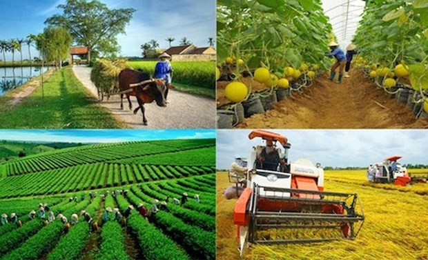 Rural occupations are to attract about 5 million regular workers, and earn over US$6 billion per year from export. Illustrative image (Photo: baochinhphu.vn)