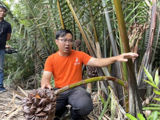 An employee of the Vietnam Nipa Corporation in Can Gio District guides extraction of nipa palm honey An employee of the Vietnam Nipa Corporation in Can Gio District guides extraction of nipa palm honey