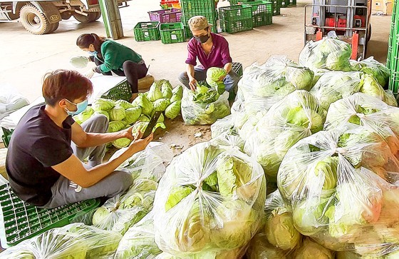 Employees are sorting out vegetables. Employees are sorting out vegetables.