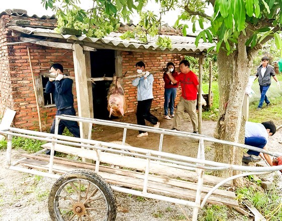 People take ASF-infected pigs to destroy. (Photo: Duong Quang) People take ASF-infected pigs to destroy. (Photo: Duong Quang)