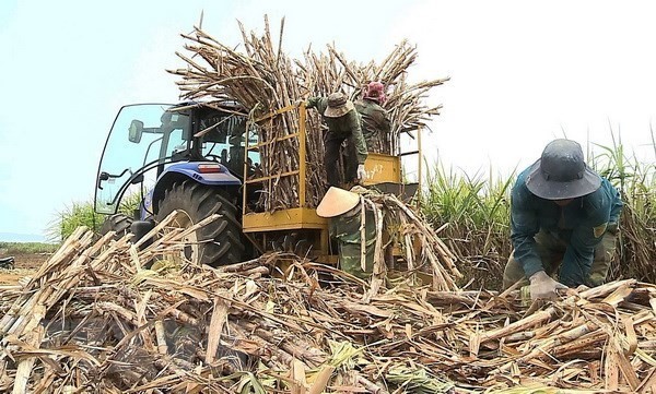 Sugarcane production in the central province of Quang Ngai. (Photo: VNA)
