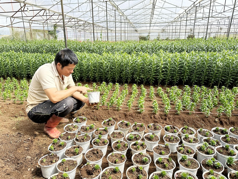 nong-dan-lang-hoa-van-thanh-phuong-5-tp-da-lat-tinh-lam-dong-kiem-tra-nhung-chau-hoa-lily-vu-tet-nguyen-dan-2024-anh-doan-kien-9817jpg-2521.jpg