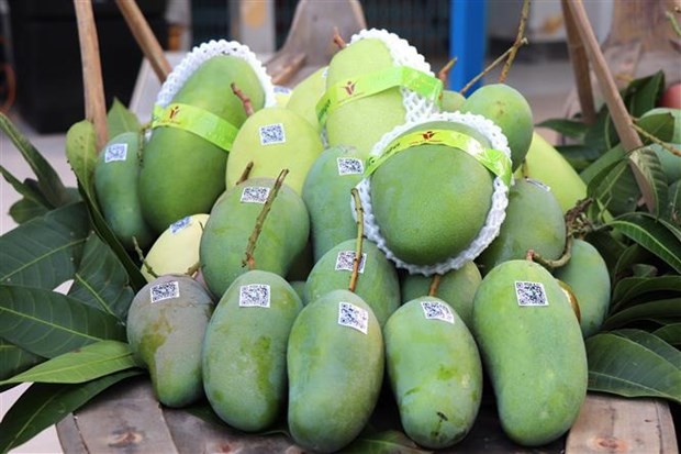 An Giang exports first green-peel elephant mangoes to Australia, US (Photo: VNA) vna-potal-lo-xoai-tuong-da-xanh-dau-tien-cua-an-giang-xuat-sang-thi-truong-uc-va-hoa-ky-7164400-7377.jpg