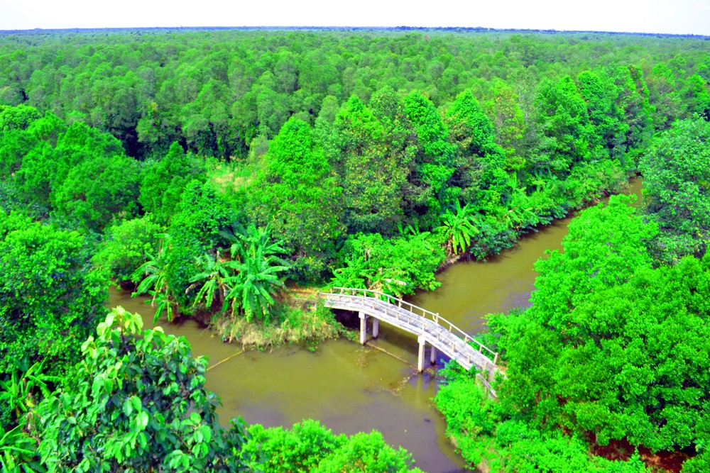 Overview of Lung Ngoc Hoang Nature Reserve in Phuong Binh Commune, Phung Hiep District, Hau Giang Province 2-tu-thap-canh-nhin-xuong-lung-ngoc-hoang-nhu-la-phoi-xanh-cua-dbscl-2371.jpg.jpg