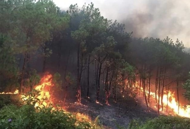 A burned forest area in Nghe An province on April 30, 2024. (Photo: baochinhphu.vn) chayrungnghean23474171453159517145641568349855995 - Copy.jpg