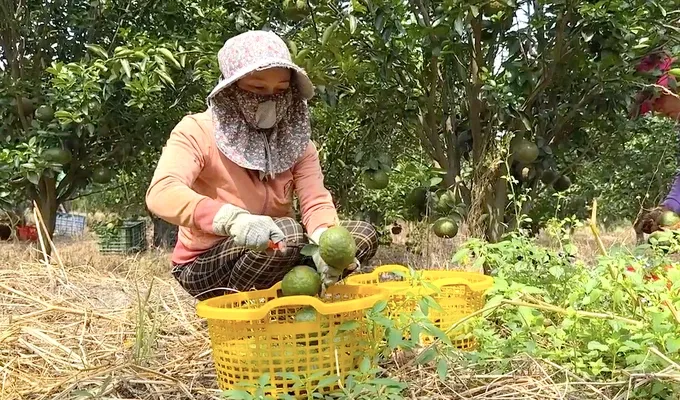 A farmer is harvesting oranges. TH1.jpg