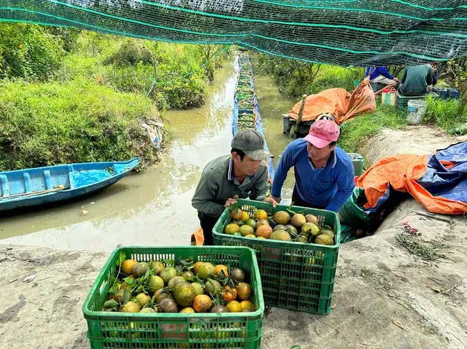 Traders are not eager to purchase oranges despite price plummeting to record low of VND2,000 per kilogram. TH3.jpg