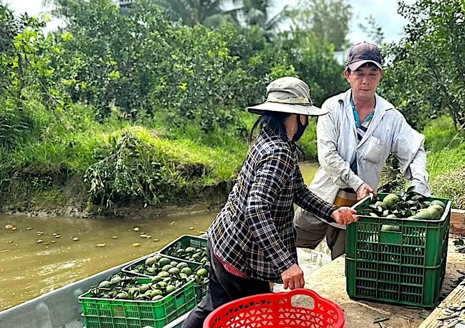 Vinh Long is the locality with the largest orange cultivation area in the Mekong Delta region. TH5.jpg