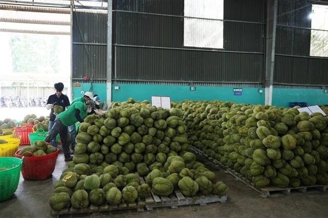 Farmers in the Central Highlands province of Dak Lak collect and prepare durians for export. (Photo: VNA) durian.jpg
