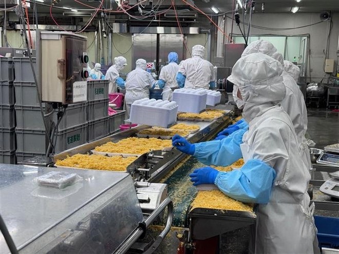 Vietnamese workers at Kunihiro Inc.’s oyster processing plant. (Photo: VNA) vna-potal-buoc-tien-quan-trong-trong-hop-tac-thuy-san-viet-nam-nhat-ban-7991175.jpg