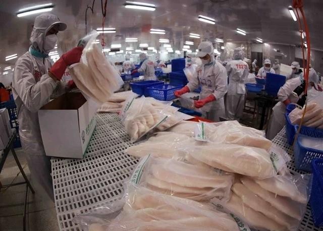Packing Pangasius fish fillets for export at Sao Mai Group's factory (Photo: VNA) tra-fish.jpg