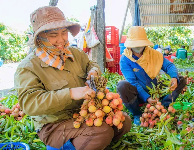 Local farmers in Ea Sah Commune, Ea Kar District, the Central Highlands province of Dak Lak Province are exciting about bountiful lychee harvest this year. b5c-6654-6143.jpg