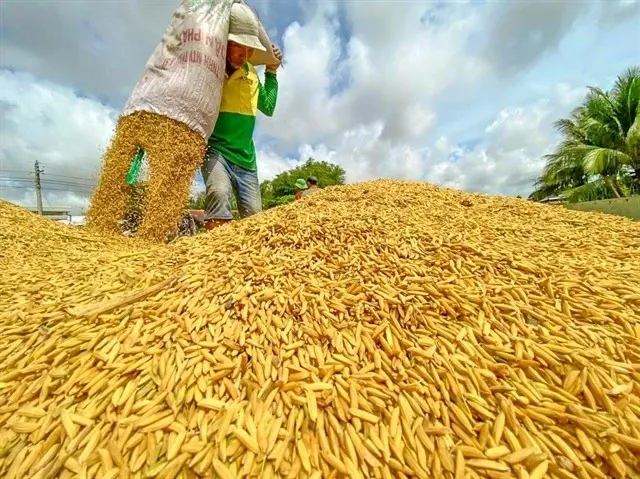 A farmer at work during rice harvest season in the Mekong Delta. (Photo: VNA) 1.jpg