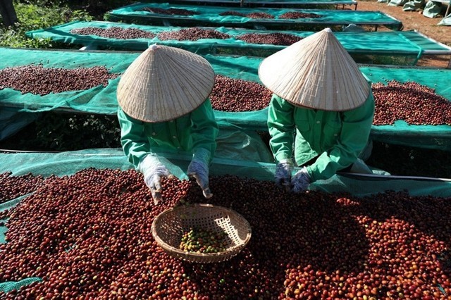 Workers remove unripe (green) coffee cherries to ensure quality raw materials for specialty coffee production. (Photo: VNA) 436149-5213858066631420-coffee.jpg
