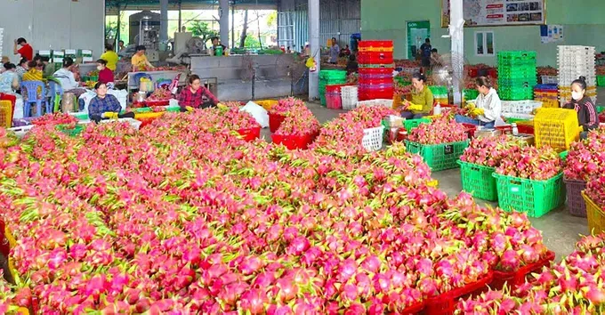 Son Tra Company faces dozens of tons of dragon fruits stuck in its frozen storage warehouses due to a lack of export certificates to the Europe market. p5a-1918-9899.jpg