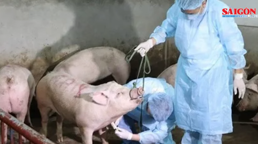 The authorities disinfected the outbreak site and collected samples of all pigs. Screenshot (153).png