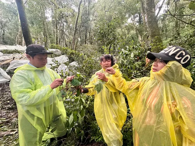 Leaders of the Quang Ngai Provincial Party Committee and People’s Council inspect the Ngoc Linh ginseng cultivation area in Mang Ri Commune. 5ae8c06c3449bd17e458-5382-2679.jpg