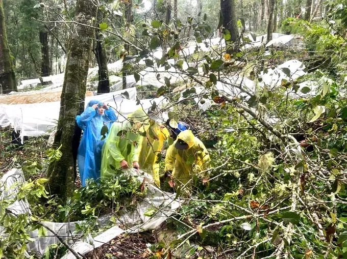 A total of 26,486 Ngoc Linh ginseng plants in Mang Ri Commune are damaged by storm No. 3. dgsfff-2611-3659.jpeg