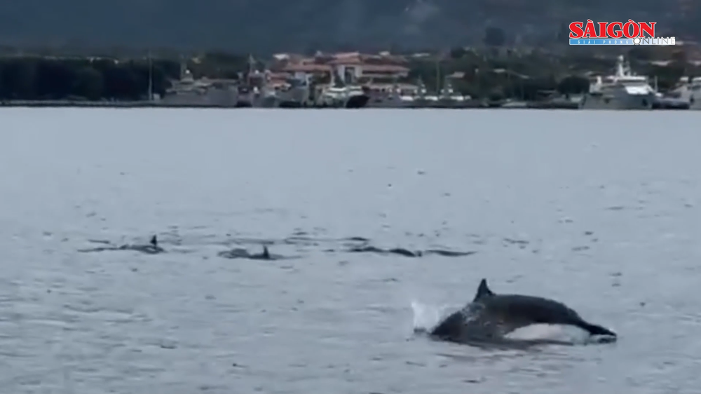 Dolphins repeatedly leap above and plunge back into the waters. The image was captured from a short video taken by Mr. Nguyen Minh Huy. avatar-of-video-1068779.png