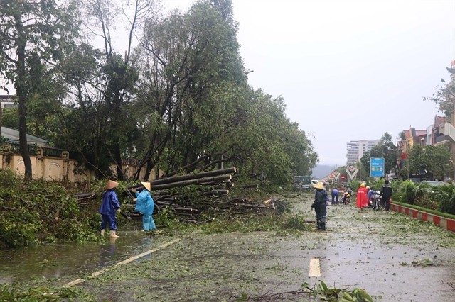 Workers clear uprooted and fallen trees from streets in Nghe An after storm Kajiki. 446120_nghean.jpg