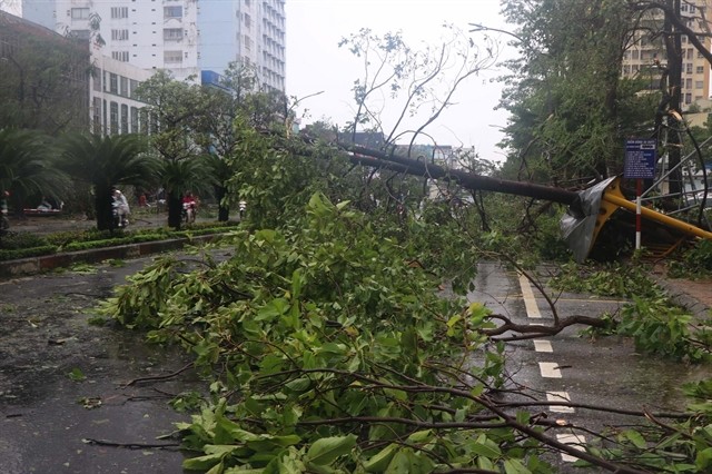 Trees were uprooted by storm Kajiki. 446121_nghean2.jpg