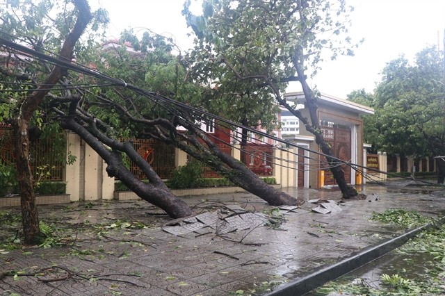 Trees were uprooted by storm Kajiki. 446124_nghean7.jpg