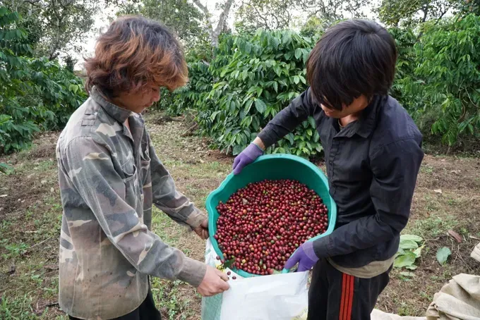Residents of Kien Duc Commune, Lam Dong Province are harvesting coffee. cfdaknong-3-1306-3796.jpg