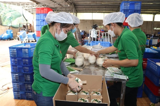 The export coconut milk production process at Ben Tre Coconut Investment Company (Bienco). 449742_vna-potal-dua-tuoi-ben-tre-san-s.png