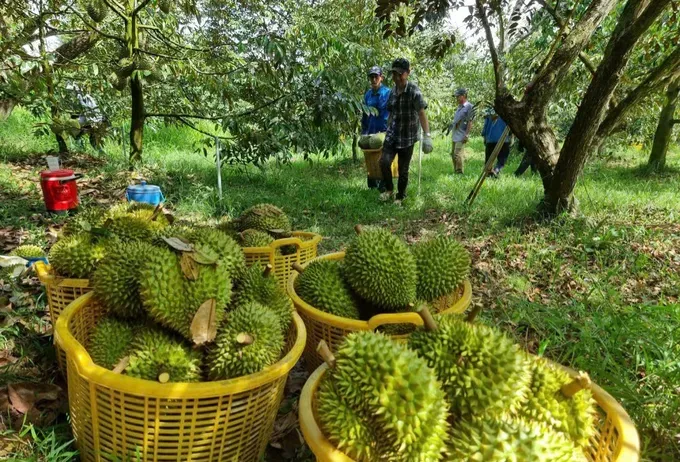 Farmers in Dong Nai Province are harvesting durian. img-20250304-115332-5851-879.jpg