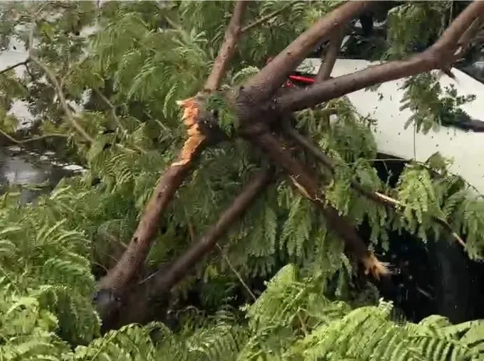 Authorities quickly removed trees downed by storm No. 10 force. avatar-of-video-1557886-7417-136.png