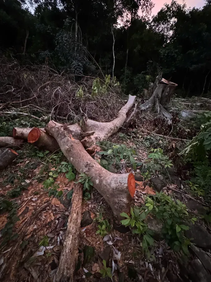 Many trees have been cut down. z7095160951810-7c0f962d601d7a40e97643d292a1b5da-740-1446.jpg