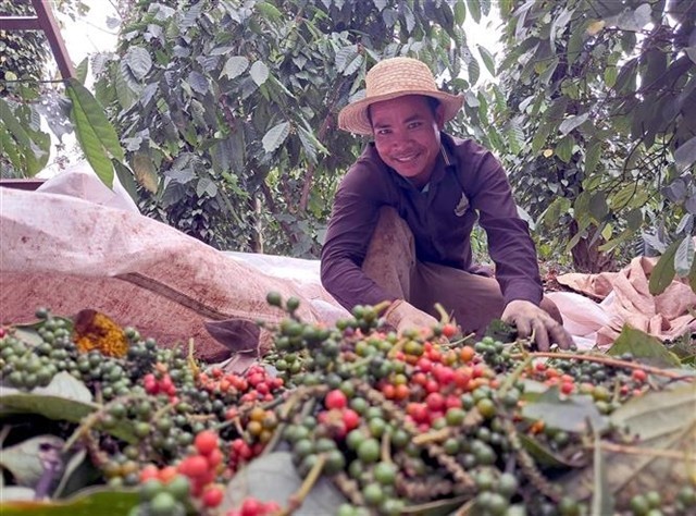A farmer sorts pepper in a farm in Lam Dong Province. (Photo: VNA) pepper-industry-holds-firm-amid-global-supply-crunch.jpg