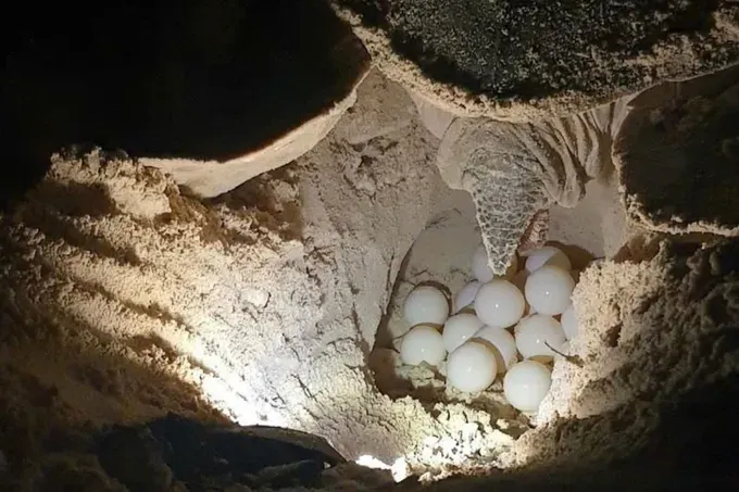 Sea turtle nests are relocated by Con Dao National Park rangers to incubation sites. Photo: Quang Vu) rua-bien-1-8462-2389.jpg