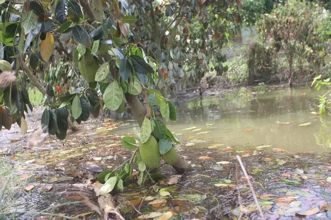 Over 800 hectares of agricultural land in the Dong Thap Muoi area of Tay Ninh Province have been completely destroyed by flooding. 1000015762-9852-7456.jpg