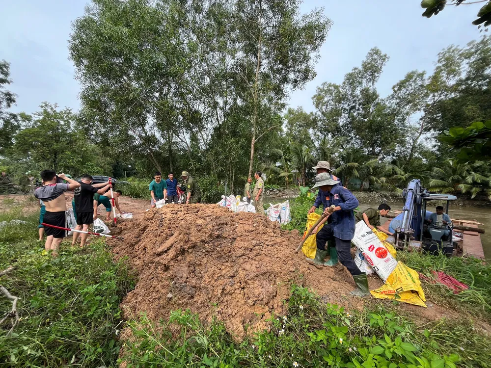 Các lực lượng phường Phú An gia cố bờ bao Phú An chống ngập 10.jpg