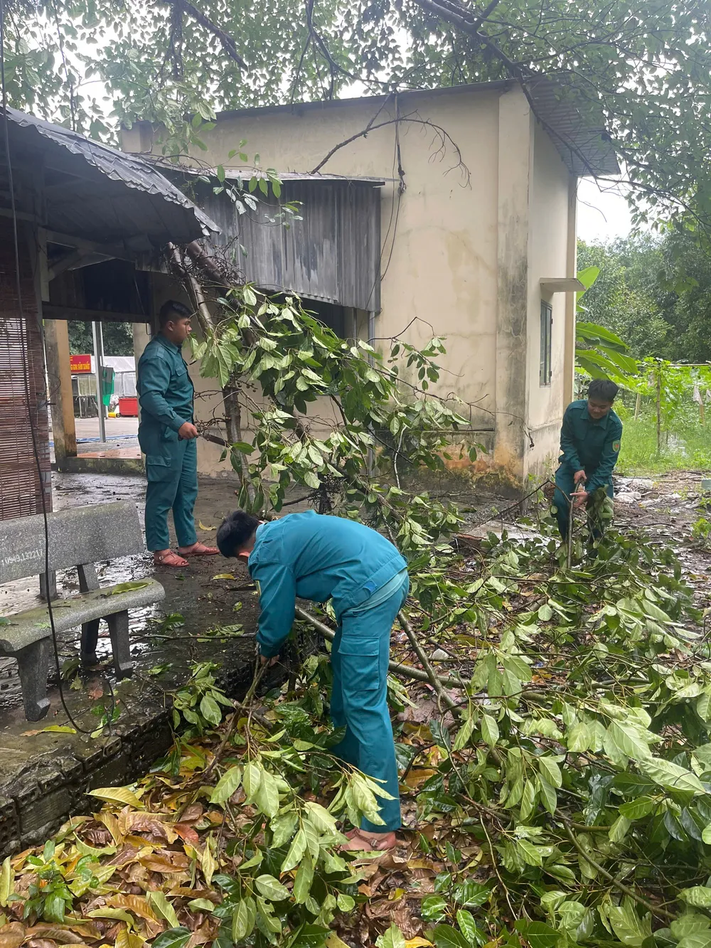 Dans le quartier de Chanh Phu Hoa, les équipes élaguent les arbres et apportent leur soutien aux habitants pour prévenir les inondations. CPH 1.jpg
