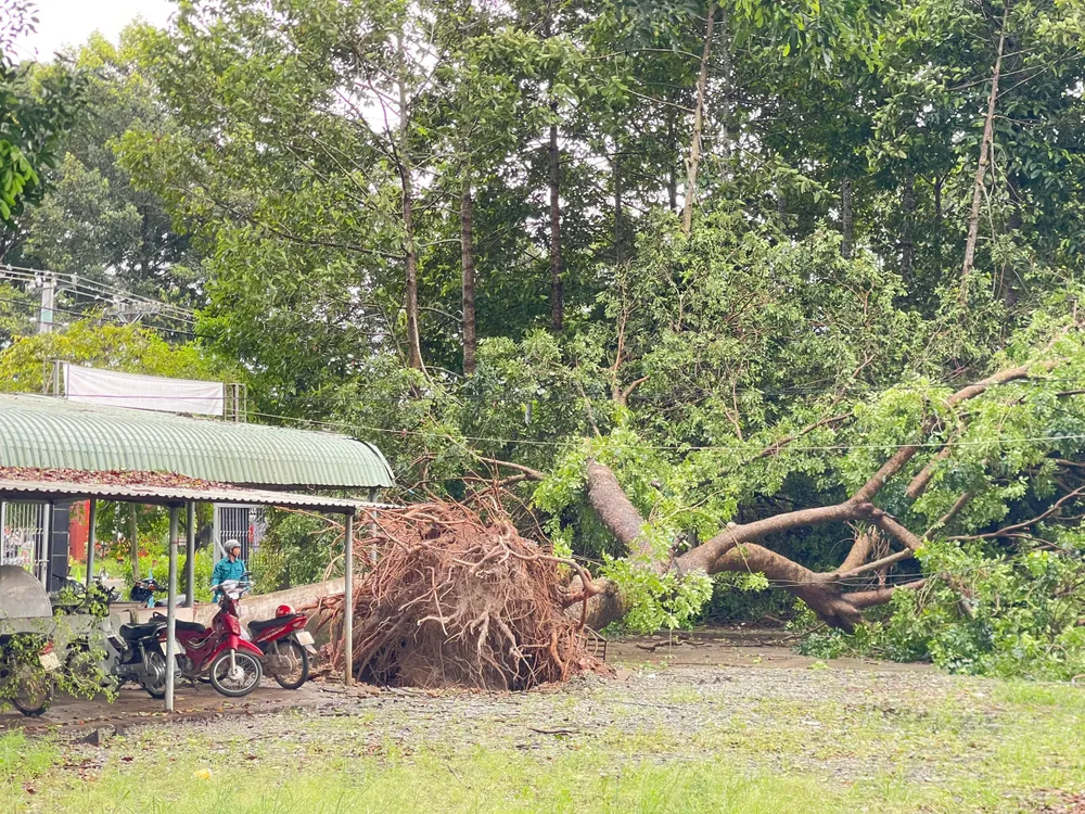En raison des tempêtes et des pluies, des arbres ont été déracinés dans le quartier de Chanh Phu Hoa. CPH 3.jpg