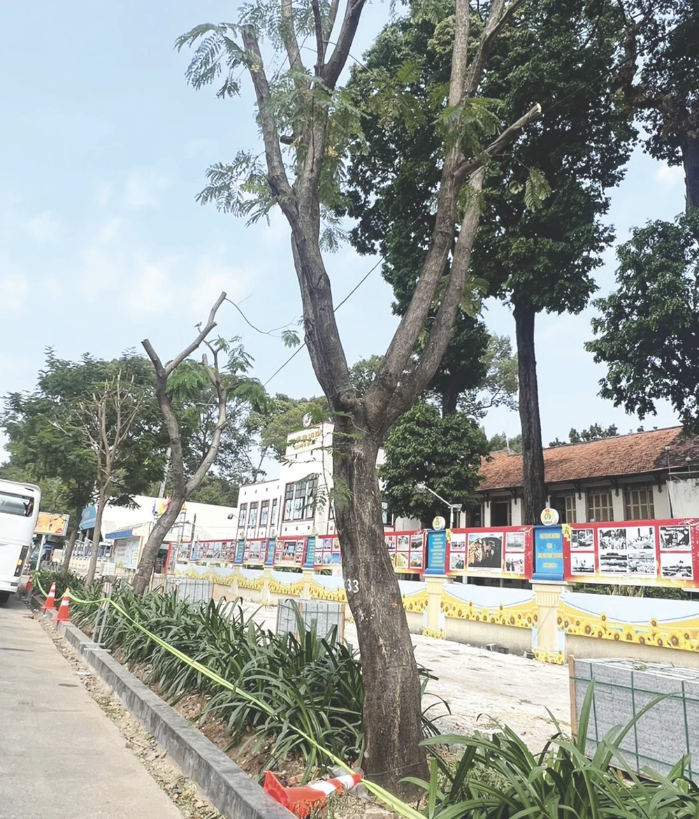 Thi công vỉa hè xâm hại cây xanh trước Cung Văn hóa lao động TPHCM, đường Nguyễn Thị Minh Khai, quận 1. Ảnh: QUỐC HÙNG Ảnh chụp Màn hình 2025-04-10 lúc 17.20.02.png