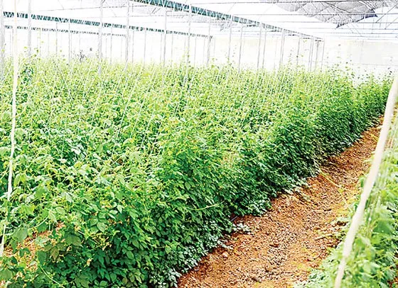 Cần tạo hành lang pháp lý trong việc kết hợp y học cổ truyền và y học hiện đại ảnh 1 Cần tạo hành lang pháp lý trong việc kết hợp y học cổ truyền và y học hiện đại ảnh 1