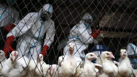 TPHCM giám sát chặt người mắc hoặc nghi ngờ mắc cúm A (H5N1) 