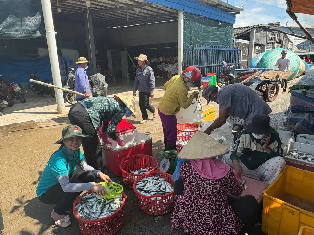Cá trích được thương lái thu mua với giá dao động từ 10.000 đến 15.000 đồng/kg thương lái mua cá.jpg