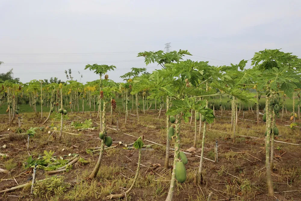 Vườn đu đủ gần 3.000 mét vuông của một hộ dân địa phương đã chết gần như hoàn toàn sau nhiều ngày chìm sâu trong nước