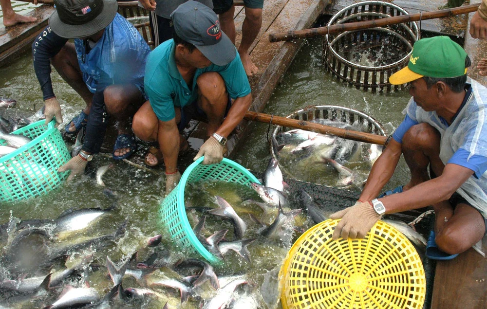 Thu hoạch cá tra tại An Giang. Ảnh: Cao Thăng