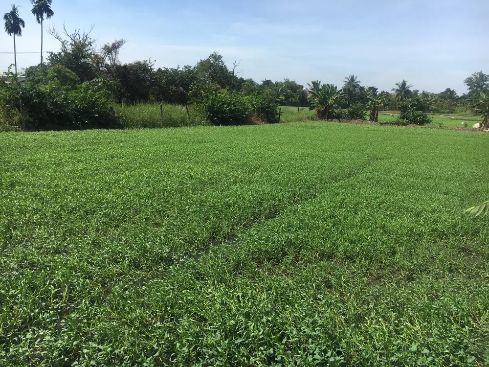Nông dân trồng rau muống nước không mặn mà với VietGAP ảnh 1 Nông dân trồng rau muống nước không mặn mà với VietGAP ảnh 1