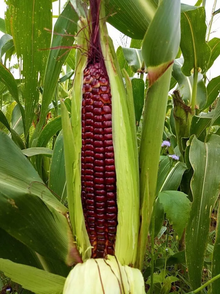 Giống bắp Nữ Hoàng Đỏ ăn tươi được ảnh 2