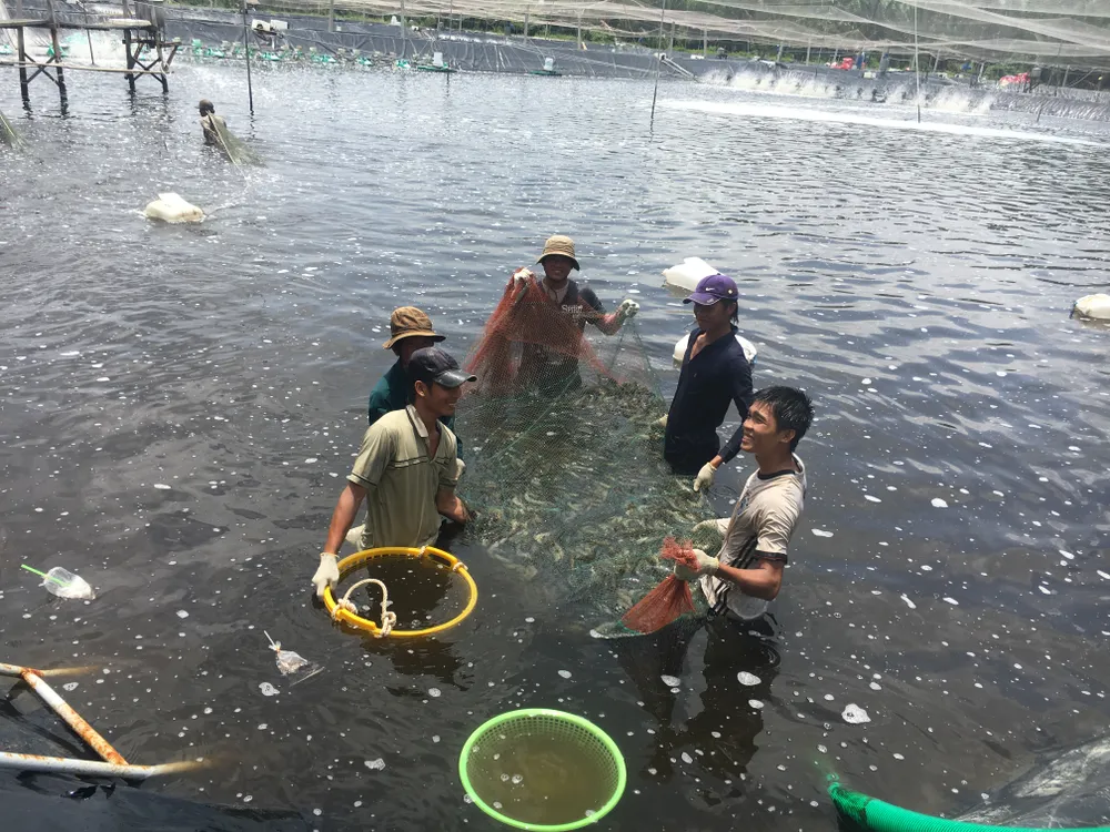 Chăn nuôi, thủy sản đang thua lỗ hàng tỷ đồng do dịch Covid-19 ảnh 1 Chăn nuôi, thủy sản đang thua lỗ hàng tỷ đồng do dịch Covid-19 ảnh 1